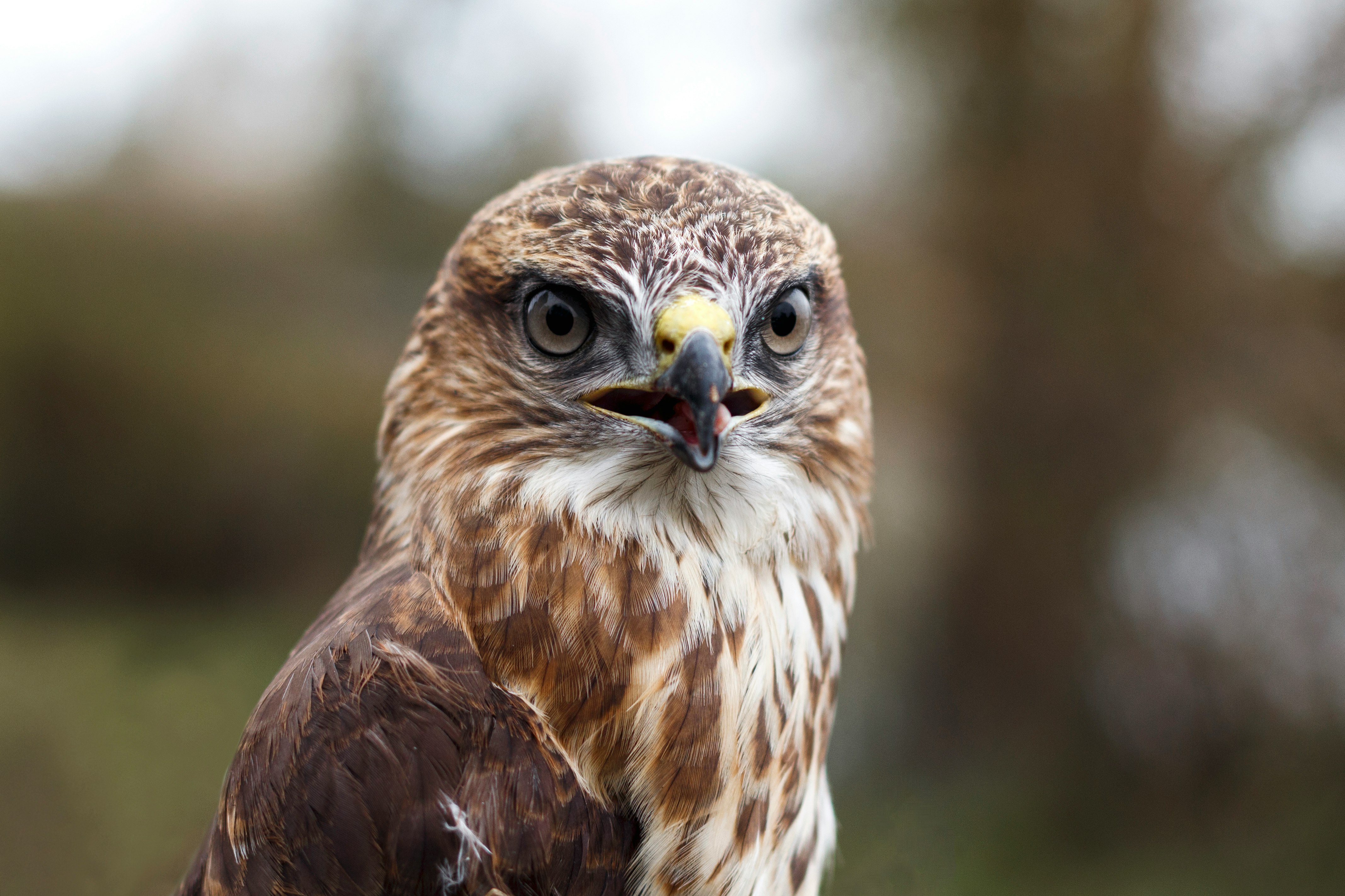 brown and white eagle